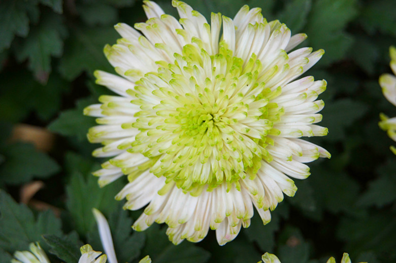 DSC01863_���� - ����.jpg