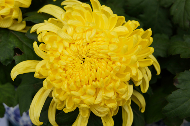 DSC01831_���� - ����.jpg