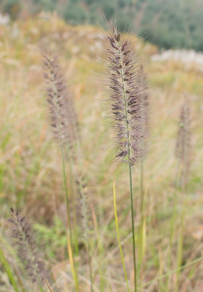 ����ɽ���20131103_dsc1331 (2).jpg