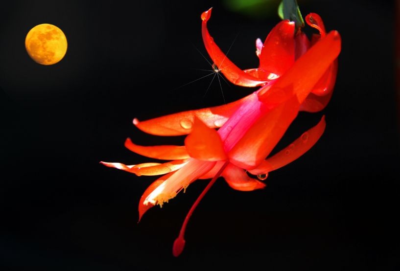 ��������Բ��