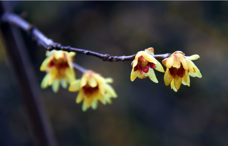 ��÷��һ�顷����������