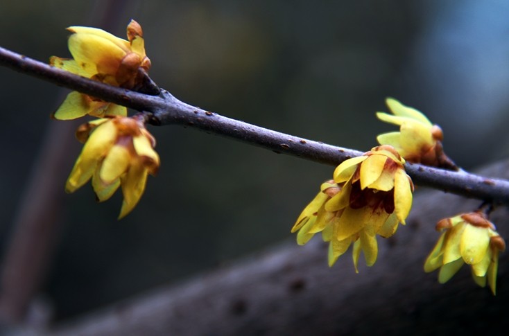 ��÷��һ�顷����������