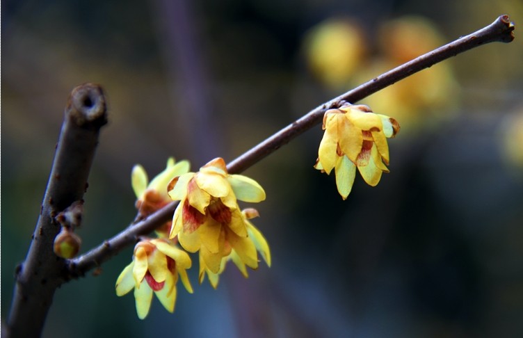 ��÷��һ�顷����������