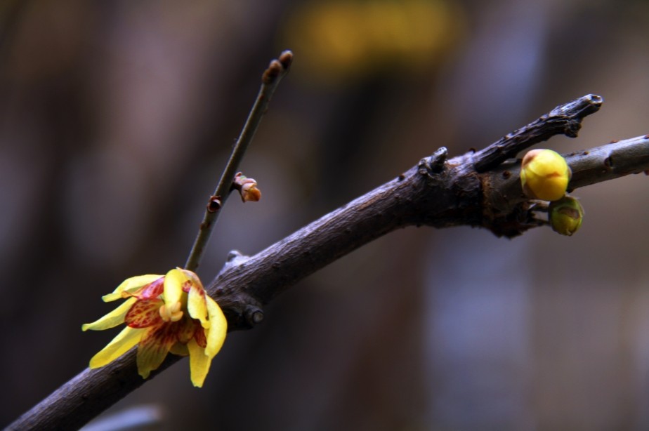 ��÷��һ�顷����������