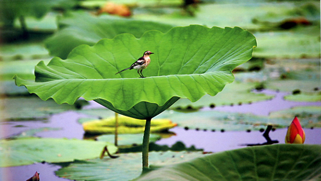 ����ȫ�� (9).JPG