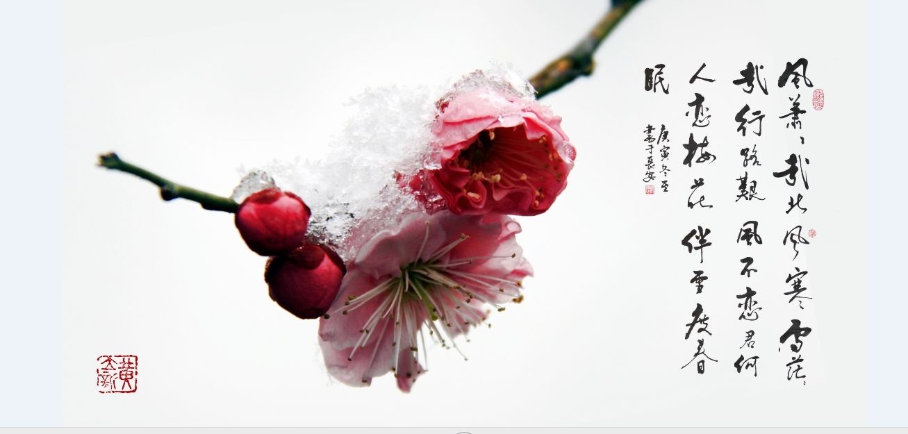 ��ѩ��÷����������