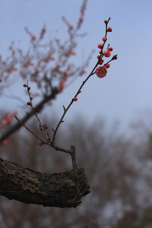 ����ͺ�	Canon EOS 650D