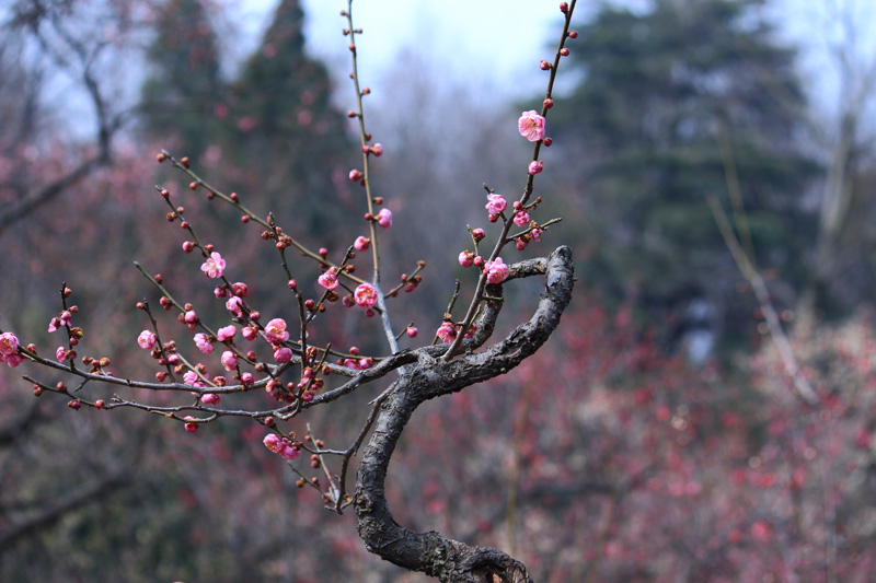 ����ͺ�	Canon EOS 650D