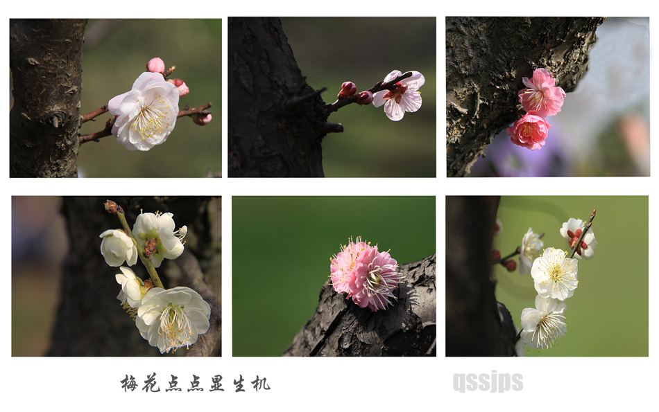 ÷����������� ����.jpg