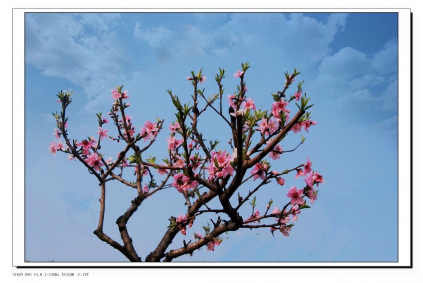 ��027�� DSC_185123_conew1.JPG