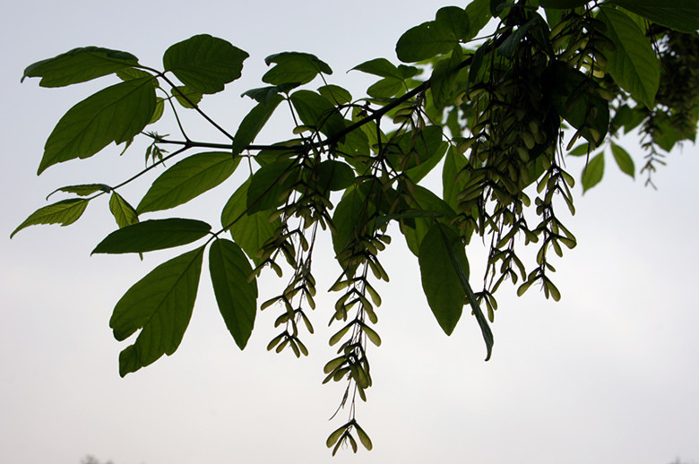 DSC02778_���� - ����.jpg