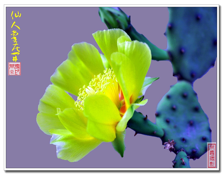 �����ƿ���