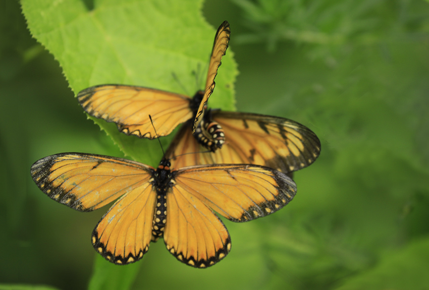 _MG_1218 ����.jpg