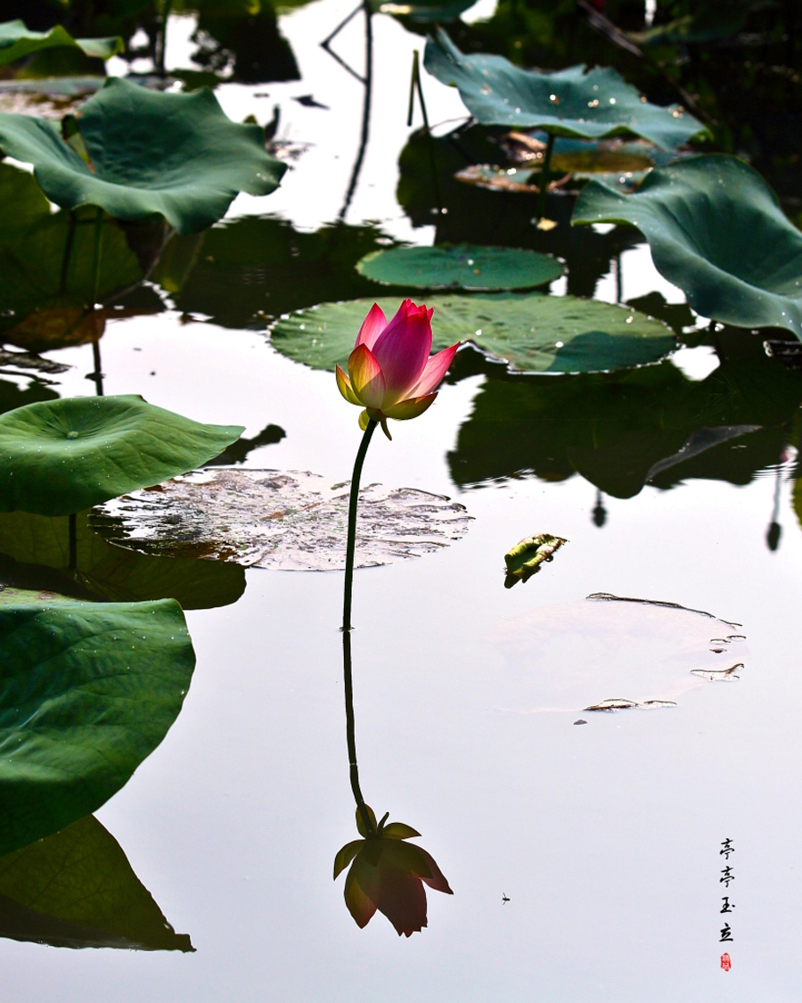 ������ (1)0.JPG