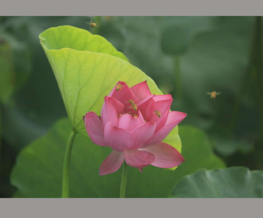 _D4A0100 ����.jpg