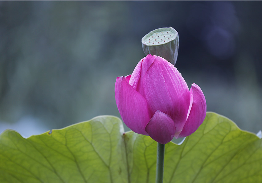 _D4A0285 ����.jpg