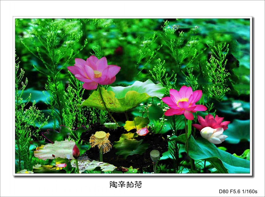 ���� ���� DSC_0092_conew1_����.jpg1.jpg