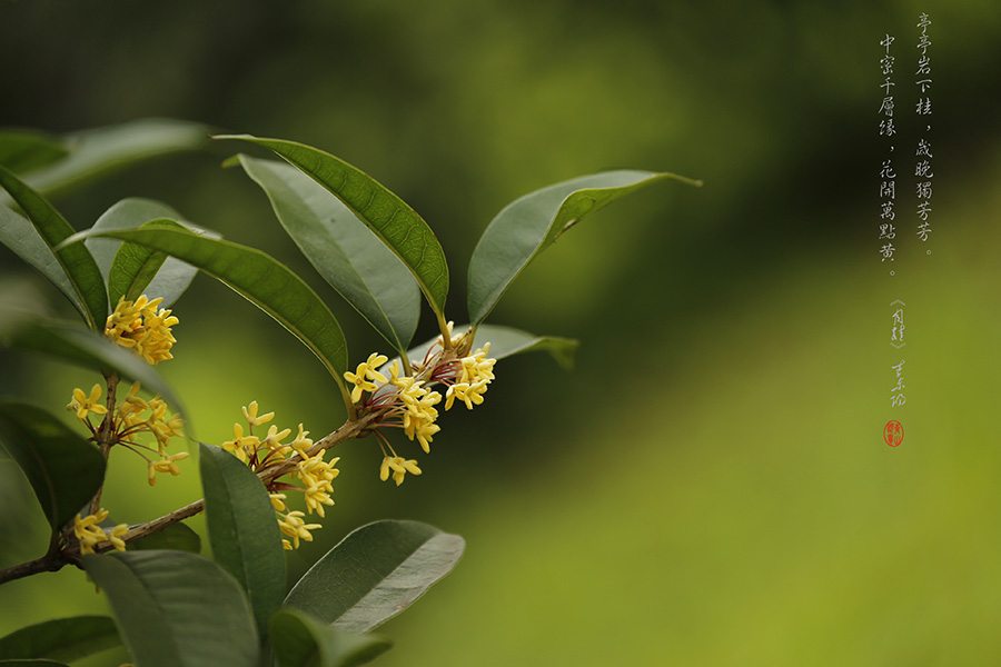 _D4A0800 ����.jpg