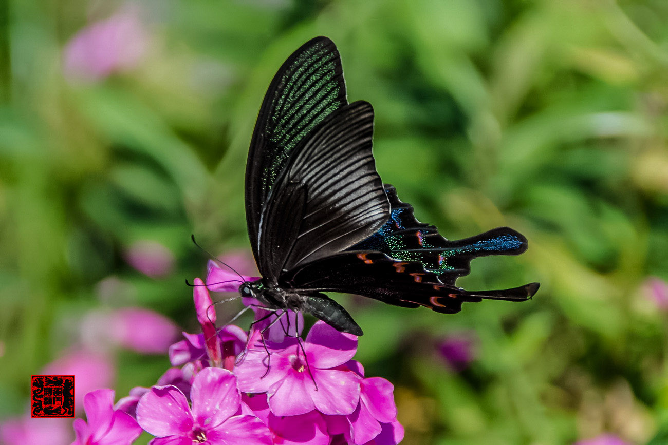 ���� - DSC_6730_������С.jpg