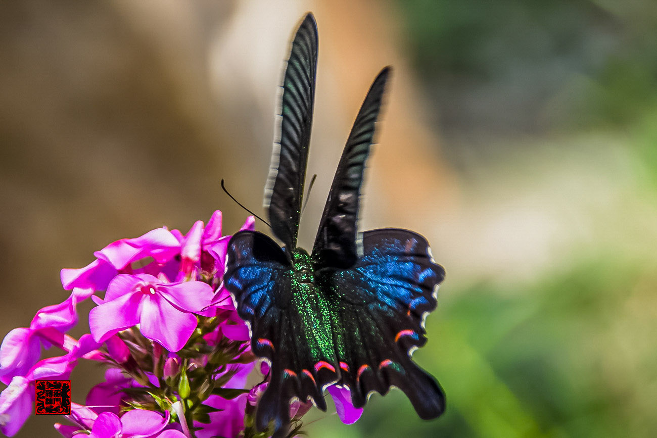 ���� - DSC_6892_������С.jpg