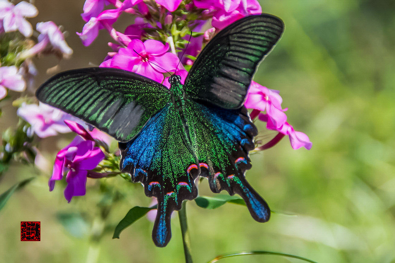 ���� - DSC_6885_������С.jpg