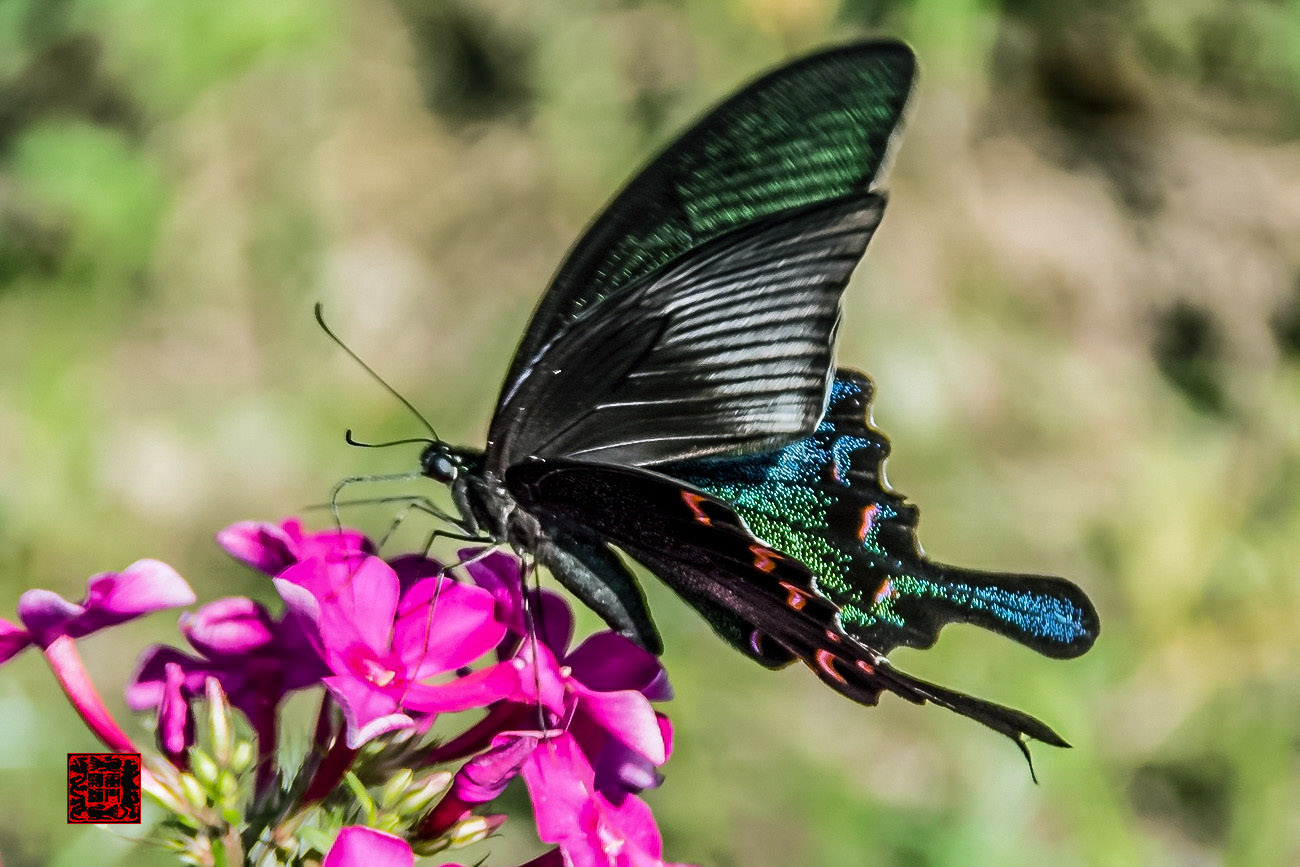 ���� - DSC_6905_������С.jpg