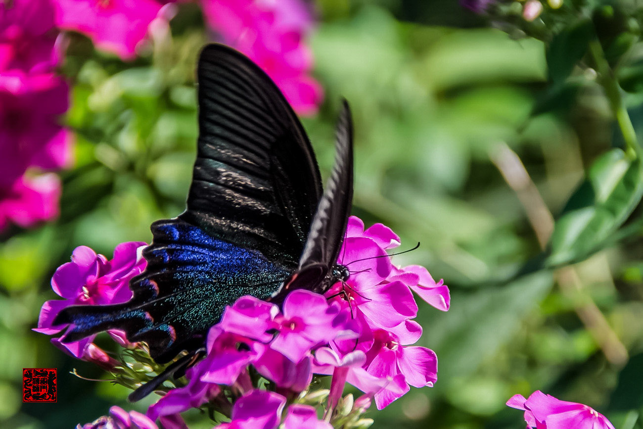 ���� - DSC_6919_������С.jpg