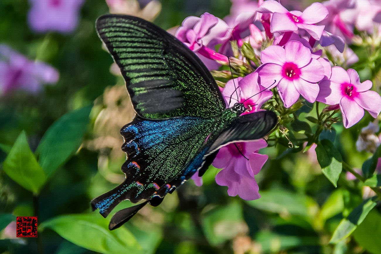 ���� - DSC_6921_������С.jpg