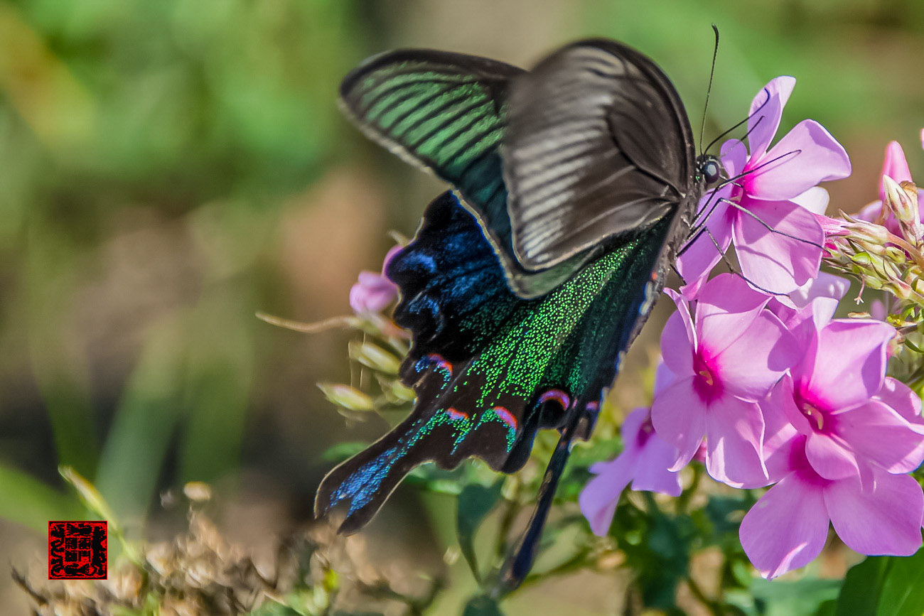 ���� - DSC_6935_������С.jpg