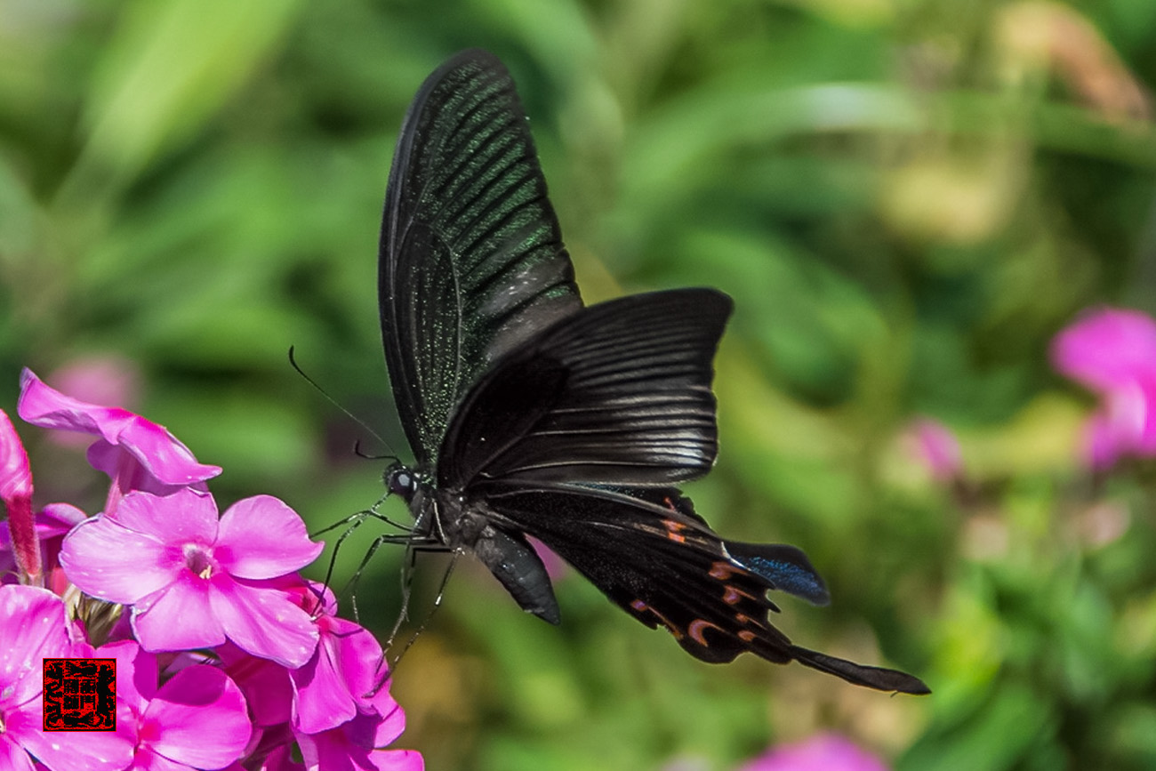 ���� - DSC_6728_������С.jpg