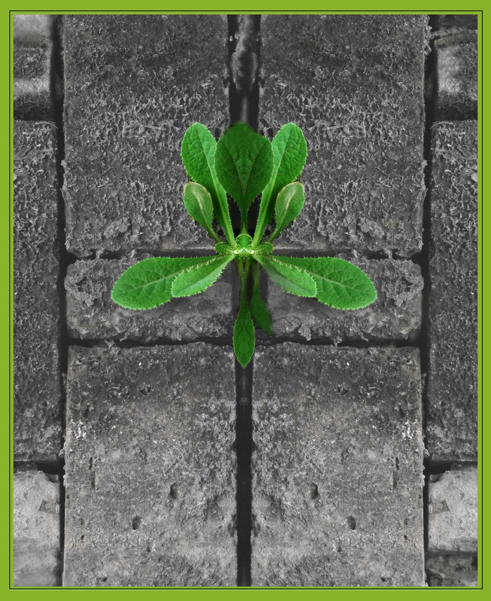 ���� ͼ��.jpg