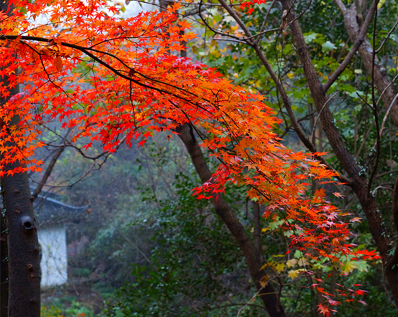 DSC06502_���� - ����.jpg