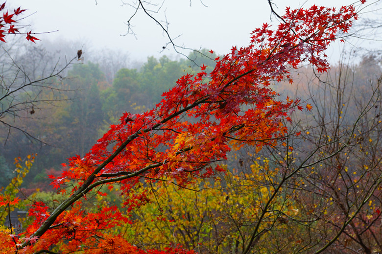 DSC06526_���� - ����.jpg