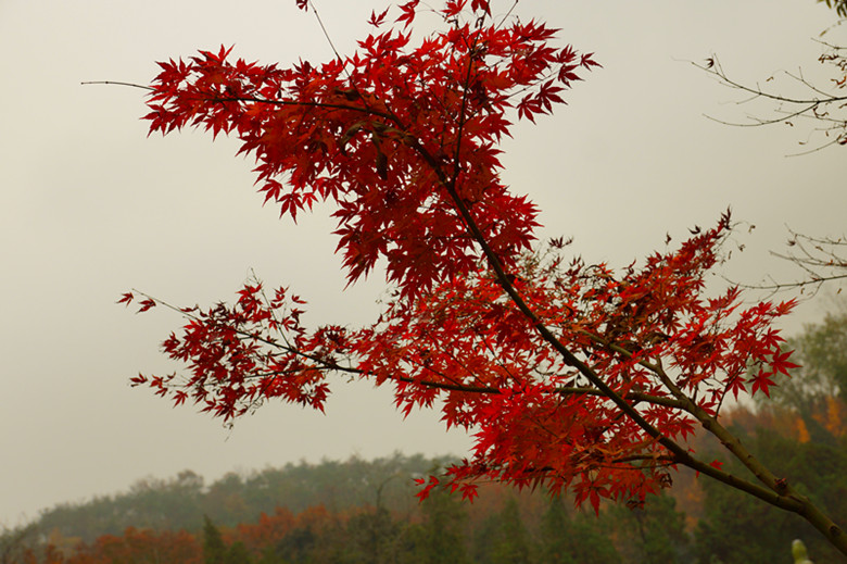 DSC06423_���� - ����.jpg