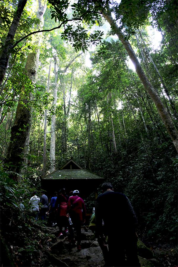 ����ԭʼɭ��