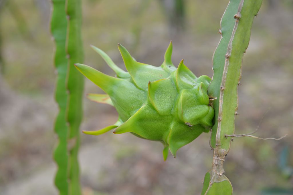 ��˫����ˮ��