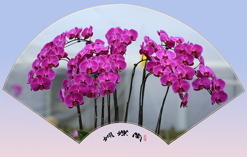 _D4A3526 ����1.jpg