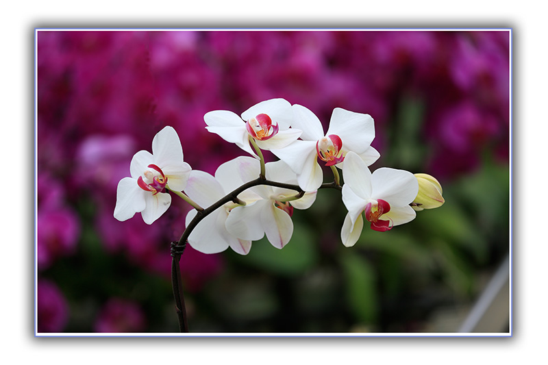 _D4A3505 ����.jpg