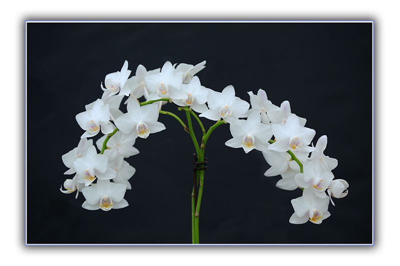 _D4A3519 ����.jpg