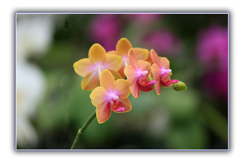 _D4A3510 ����.jpg