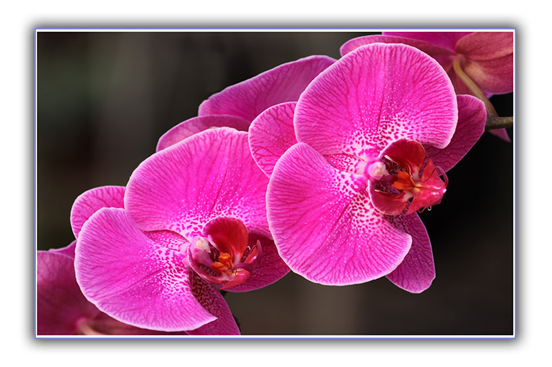 _D4A3585 ����.jpg