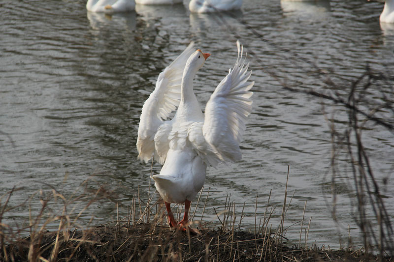 ��˺����