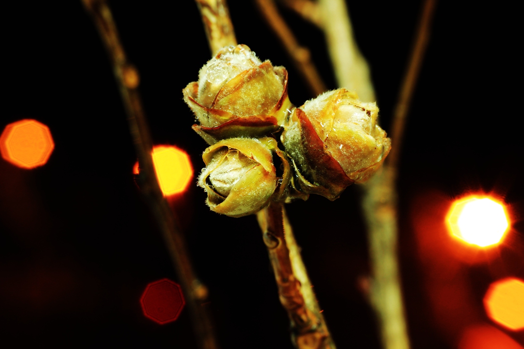 û�а��ݣ���û�п��ź�ķҷ�