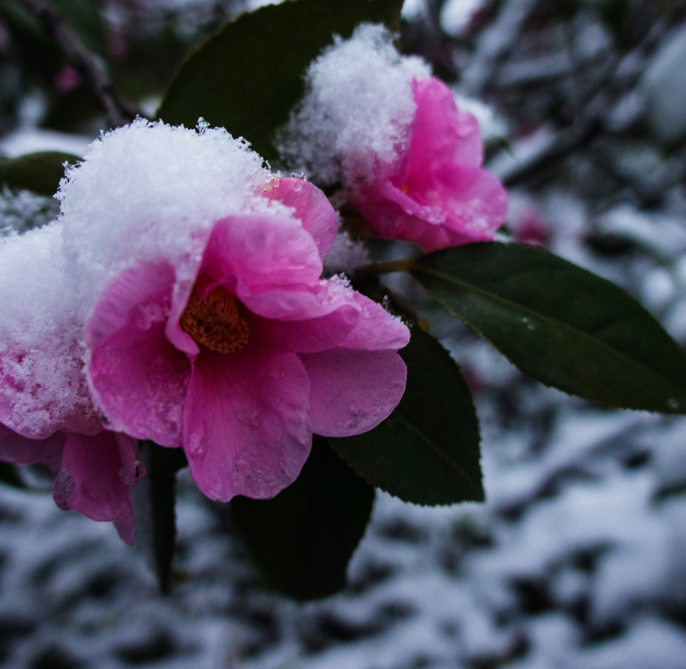 ��ѩ��ͷ������