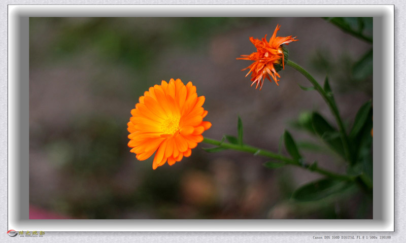 IMG_0031_���� - ����.jpg