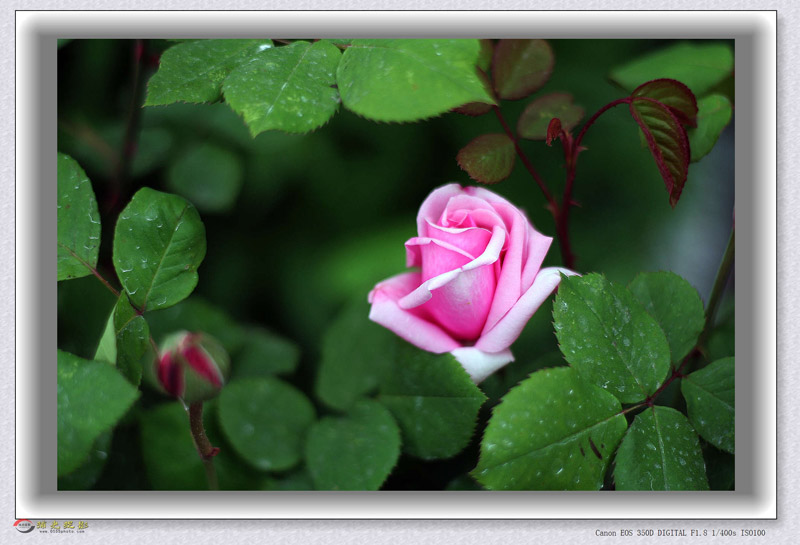 IMG_0050_���� - ����.jpg