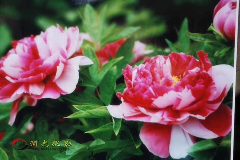 DSC00039_���� - ����.jpg