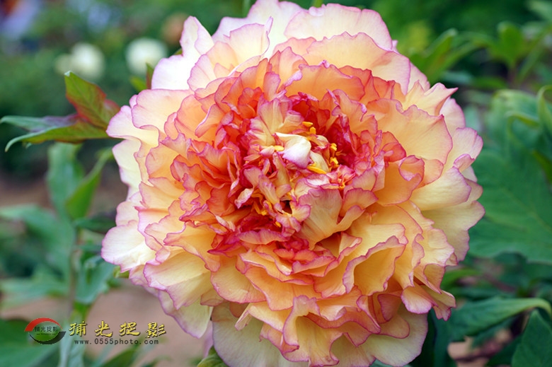 DSC02173_���� - ����.jpg