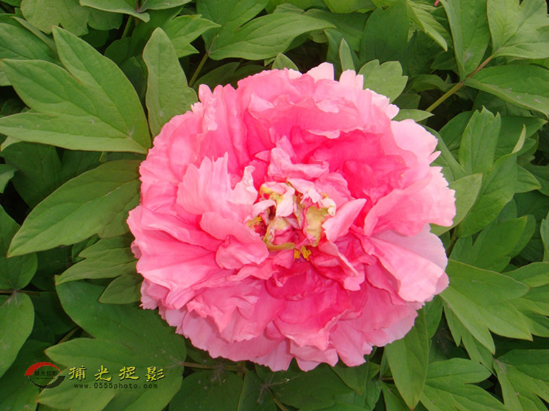 DSC02208_���� - ����.jpg