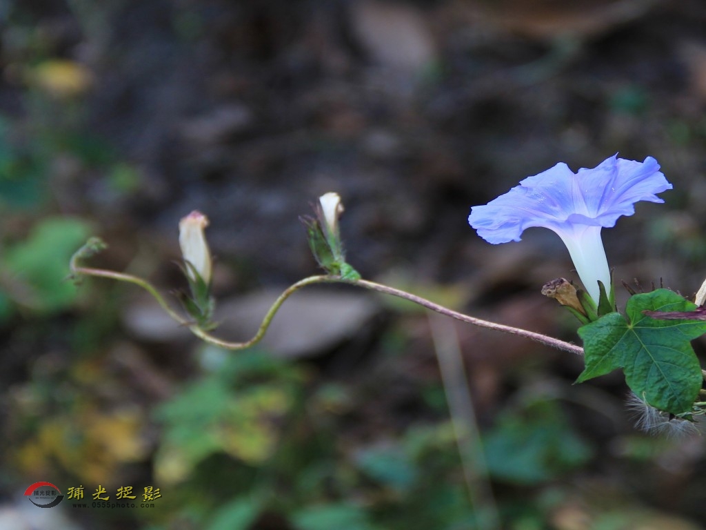 IMG_2148_conew2 - ����.JPG